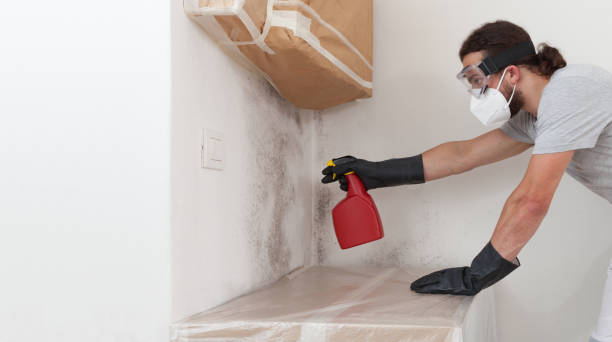 Professional Mold Removal technician working in Everett, MA