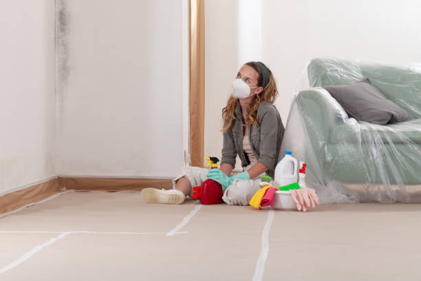 Reliable Mold Removal contractor in Everett, MA by WQB Mold Removal