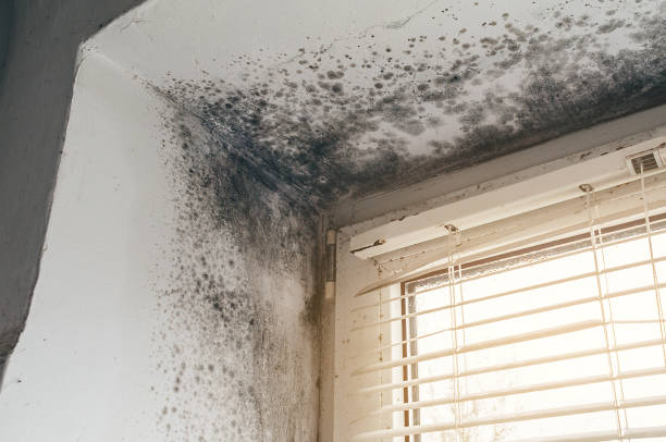 Affordable Mold Removal solutions in Everett, MA