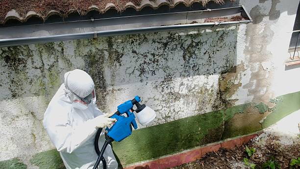 Top rated local Mold Removal specialists in Everett, MA